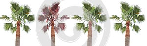 palm tree personality individuality concept