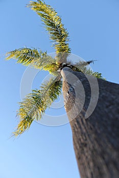 Palm Tree Perspectives