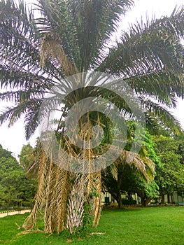 Palm tree.Phoenix Canaries