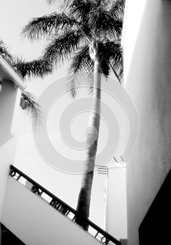 Palm Tree Photo Shot