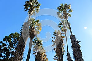 Palm Tree photo