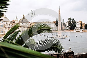 Palm tree in Piazza del Popolo. Rome, Italy.