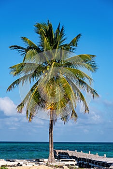 Palm Tree and Pier
