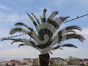 Palm tree and pigeons on wires