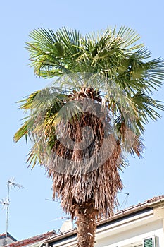 Palm tree plant nature view detail branches leaves from below Italy Italian