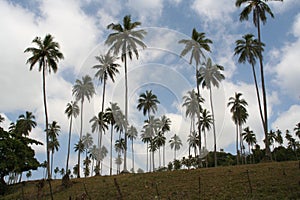 Palma strom plantáž 