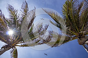 Palm tree plus birds flying