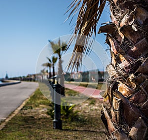 Palm tree in portugal river view picture for screensaver