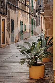 Palm tree in pot on Alcudia street in Mallorca