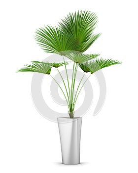 Palm tree in pot isolated on white