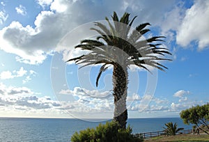 Palm Tree and Pretty Clouds on a Sunny Afternoon, Point Vicente, Palos Verdes Peninsula, Los Angeles, California