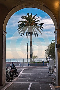 Palm tree on Promenade des Anglais viewed through an arched gate
