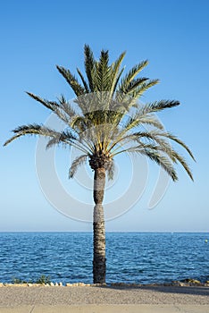 Palm tree in the promenade of Santa Pola