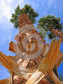 Palm Tree Pruned Trunk