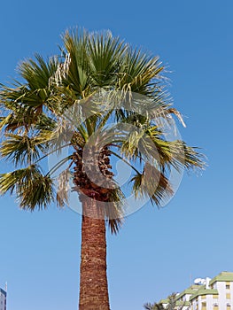 Palm Tree in Quarteira, Southern Algarve photo