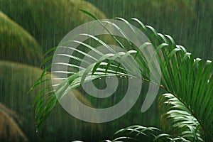 Palm tree in the rain