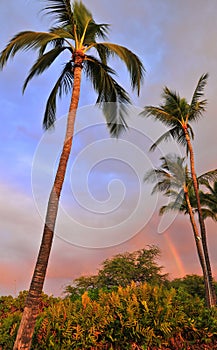 Palm tree and Rainbow