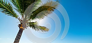 Palm tree in Raisins Clairs beach in Guadeloupe