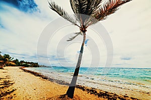 Palm tree in Raisins Clairs beach in Guadeloupe