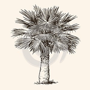 Palm tree, realistic drawing. Hand drawn sketch vector illustration