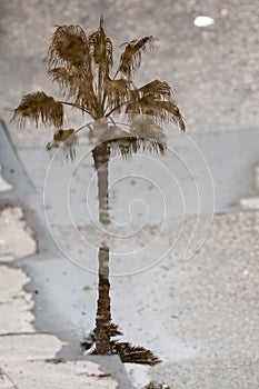 Palm tree reflecting