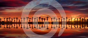 Palm tree reflection