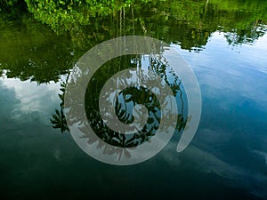 Palm tree reflection on river