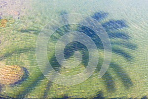 Palm tree reflection in water, Madeira island, relaxation concept