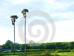 The palm tree in the rice field in the natural sky