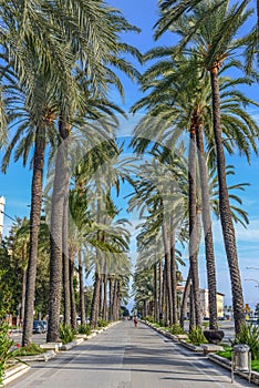 Palm tree road at mallorca in the summer