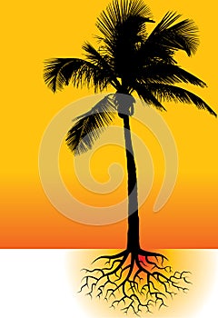 Palm tree and roots photo