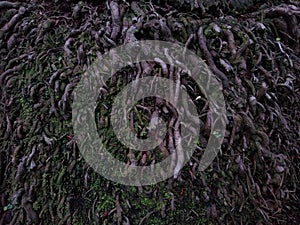 palm tree roots close-up view