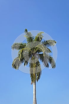 Palm tree, Roystonea oleracea, and blue sky