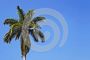 Palm tree, Roystonea oleracea, and blue sky