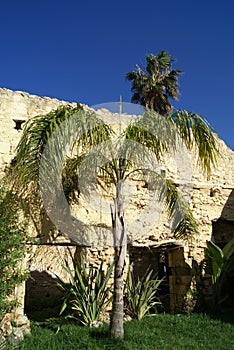 Palm tree. Ruins, Kalyves beach, Crete, Greece