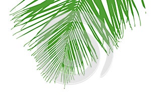 Palm tree`s leaves silhouette illustration photo