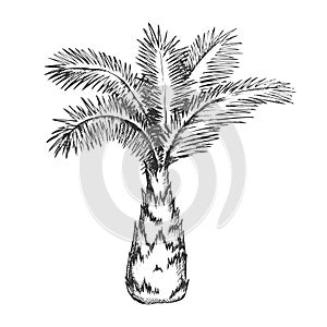 Palm Tree Sabal Minor Miami Palmetto Ink Vector