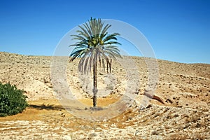 Palm tree in Sahara