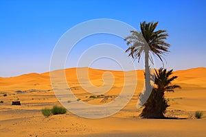 Palm tree on sahara