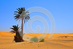 Palm tree on Sahara desert