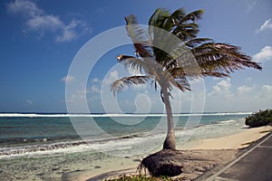 Palm Tree and the San Andres Island Beach