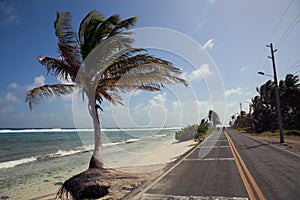 Palm Tree and the San Andres Island Beach