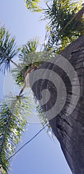 Palm Tree In San Deigo photo