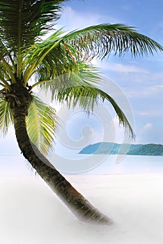 Palm tree on sand beach