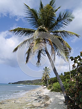 Palm tree on sandy beach