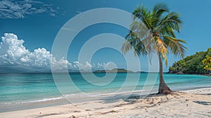 Palm Tree on Sandy Beach by Ocean