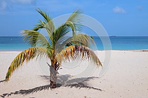Palm tree on sandy beach. St. George`s, Grenada