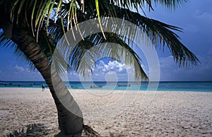 Palm tree Saona island beach Dominican republic