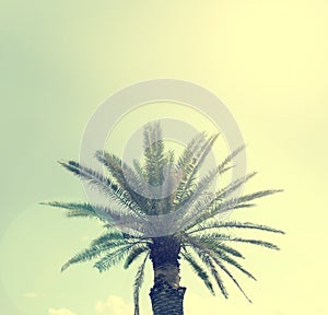 Palm tree on a Sardinian beach, retro film style