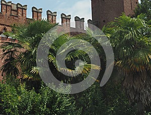 Palm tree scient. class. areaceae